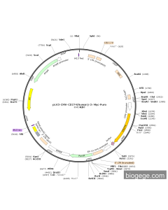 pLV3-CMV-CD274(human)-3×Myc-Puro