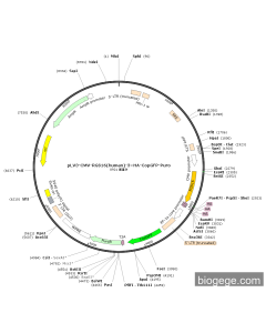 pLV3-CMV-RGS16(human)-3×HA-CopGFP-Puro