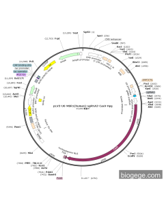 pLV3-U6-MSR1(human)-sgRNA3-Cas9-Hyg