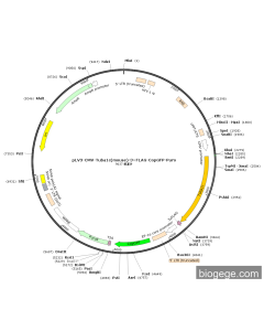 pLV3-CMV-Tuba1c(mouse)-3×FLAG-CopGFP-Puro