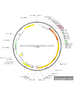 pCMV-3×NLS-mOrange2-PABPC1(human)-3×FLAG-Neo