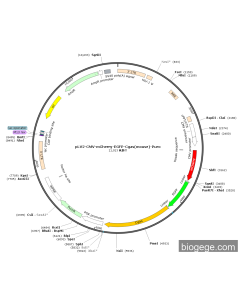 pLV2-CMV-mCherry-EGFP-Cgas(mouse)-Puro