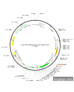 pLV3-CMV-Vhl(mouse)-8×His-CopGFP-Puro