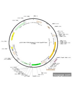 pLV3-CMV-TFDP1(human)-3×HA-CopGFP-Puro