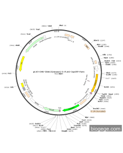 pLV3-CMV-Cldn12(mouse)-3×FLAG-CopGFP-Puro