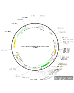 pLV3-CMV-Rbx1(mouse)-8×His-CopGFP-Puro