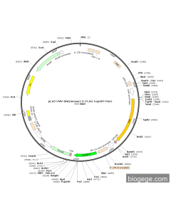 pLV3-CMV-Dlst(mouse)-3×FLAG-CopGFP-Puro