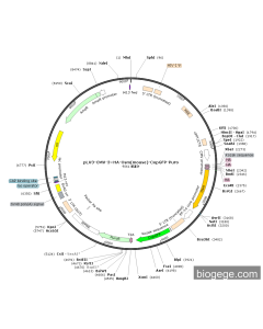 pLV3-CMV-3×HA-Osm(mouse)-CopGFP-Puro