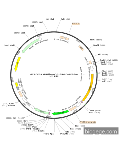 pLV3-CMV-ALKBH1(human)-3×FLAG-CopGFP-Puro