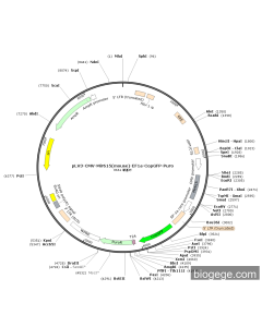 pLV3-CMV-Mir615(mouse)-EF1a-CopGFP-Puro