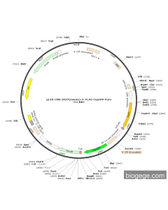 pLV3-CMV-Srsf7(mouse)-3×FLAG-CopGFP-Puro