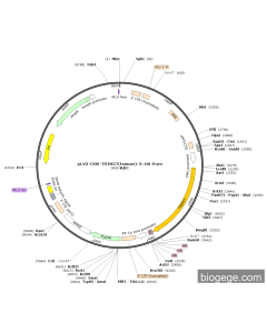 pLV3-CMV-TRIM27(human)-3×HA-Puro