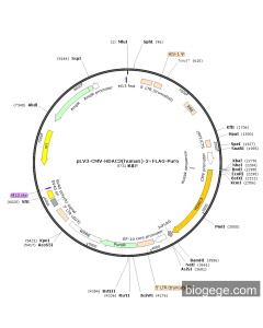 pLV3-CMV-HDAC3(human)-3×FLAG-Puro