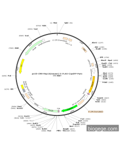 pLV3-CMV-Rep15(mouse)-3×FLAG-CopGFP-Puro