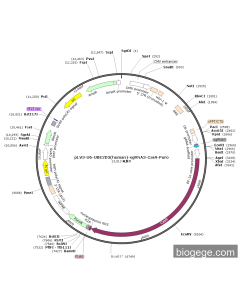 pLV3-U6-UBE2D3(human)-sgRNA3-Cas9-Puro