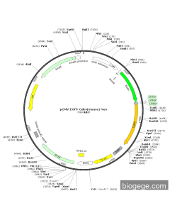 pCMV-EGFP-Cdk4(mouse)-Neo