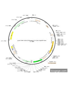 pLV3-CMV-CCDC137(human)-3×FLAG-CopGFP-Puro