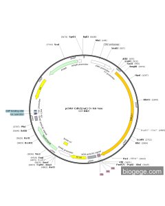 pCMV-Cdh2(rat)-3×HA-Neo