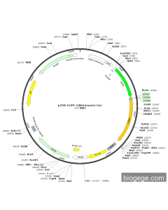 pCMV-EGFP-Cdk6(mouse)-Neo