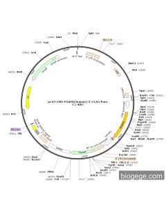 pLV3-CMV-PGAM5(human)-3×FLAG-Puro