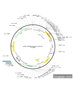 pCMV-Pdcd6(mouse)-8×His-Neo