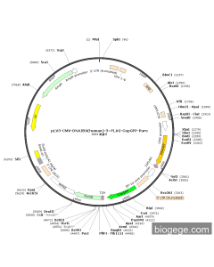 pLV3-CMV-DNAJB9(human)-3×FLAG-CopGFP-Puro
