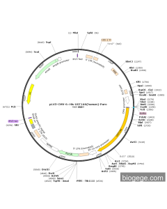 pLV3-CMV-6×His-UGT1A6(human)-Puro