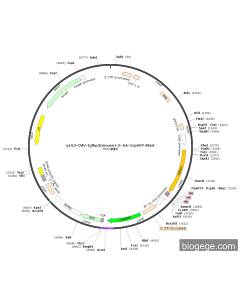 pLV3-CMV-Igfbp3(mouse)-3×HA-CopGFP-Blast