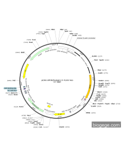 pCAG-APOE(human)-3×FLAG-Neo