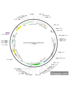 pLV3-U6-MCS-sgRNA-CopGFP-Puro