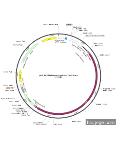 pU6-AAVS1(human)-sgRNA1-Cas9-Puro