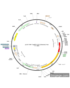 pLV3-CMV-TagRFP-CDT1(human)-Neo