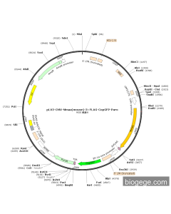 pLV3-CMV-Mmaa(mouse)-3×FLAG-CopGFP-Puro