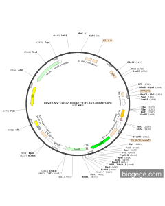 pLV3-CMV-Cxcl12(mouse)-3×FLAG-CopGFP-Puro