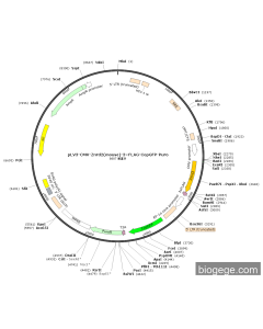 pLV3-CMV-Znrd2(mouse)-3×FLAG-CopGFP-Puro