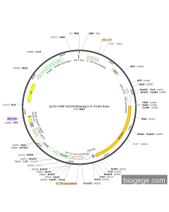 pLV3-CMV-NCOA4(human)-3×FLAG-Puro