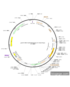 pLV3-CMV-CLDN4(human)-3×FLAG-Puro