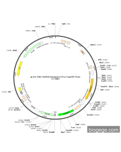 pLV3-CMV-GNPDA1(human)-EF1a-CopGFP-Puro