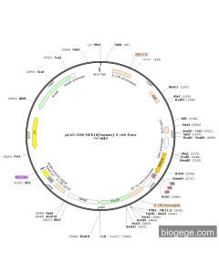 pLV3-CMV-RPS19(human)-3×HA-Puro