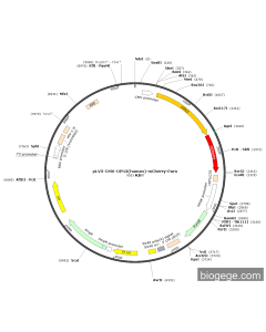 pLV3-CMV-OPN3(human)-mCherry-Puro
