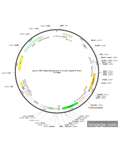 pLV3-CMV-Mrps34(mouse)-3×FLAG-CopGFP-Puro