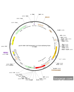pLV3-CMV-Cd274(mouse)-3×FLAG-mCherry-Puro