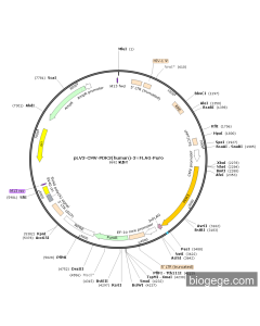 pLV3-CMV-PDK3(human)-3×FLAG-Puro