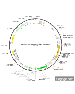pLV3-CMV-Pycr3(mouse)-3×FLAG-CopGFP-Puro