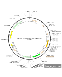 pLV3-CMV-Ctf1(mouse)-3×FLAG-CopGFP-Puro