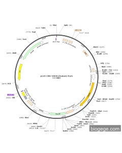 pLV3-CMV-CREB1(human)-Puro