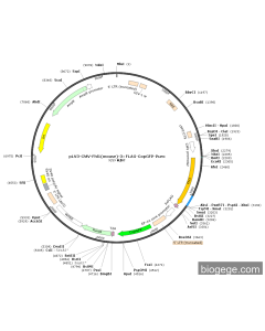 pLV3-CMV-Fhl1(mouse)-3×FLAG-CopGFP-Puro