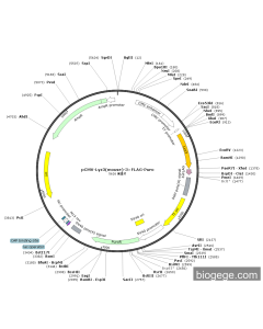pCMV-Lyz3(mouse)-3×FLAG-Puro