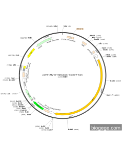 pLV3-CMV-CFTR(human)-CopGFP-Puro
