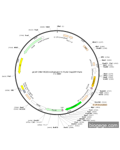 pLV3-CMV-PDZD11(human)-3×FLAG-CopGFP-Puro